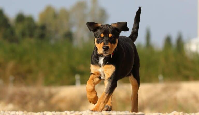 Dog running outdoors in active recall training