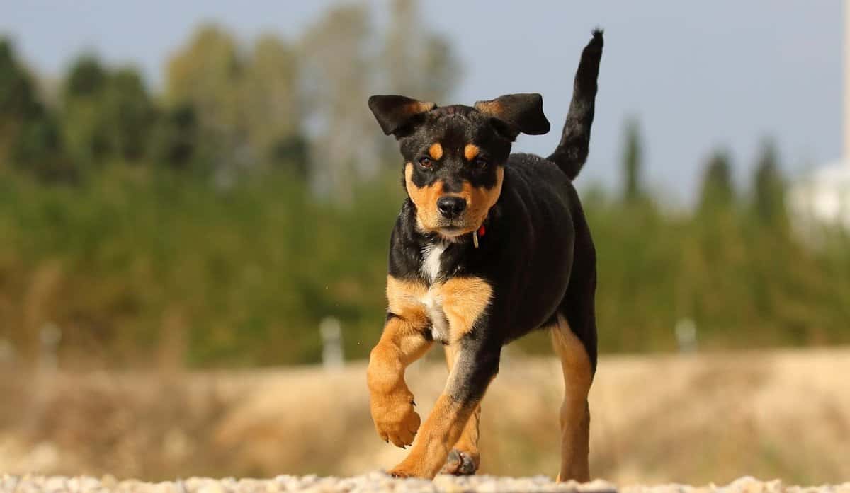 Dog running outdoors in active recall training