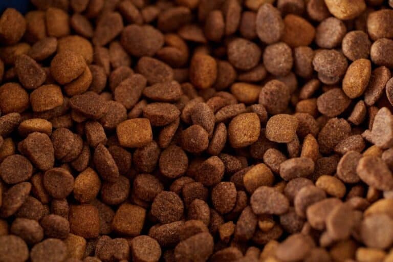 Dog eating nutritious food from a bowl indoors