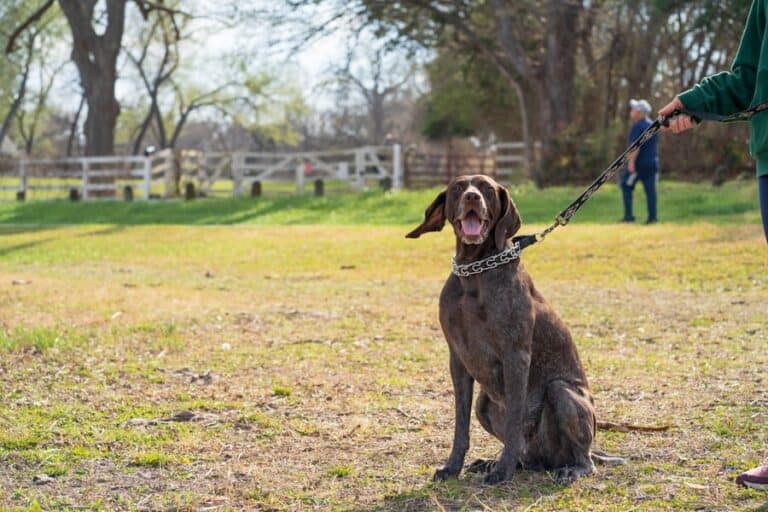 Well-trained dog sitting attentively on grass in a sunlit park