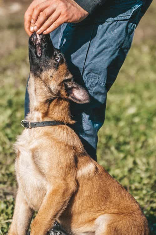 Dog training with treats and obedience commands
