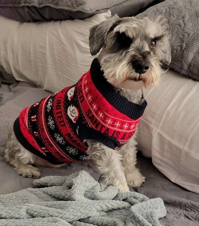 Harley the mini-schnauzer in his Manchester United sweater