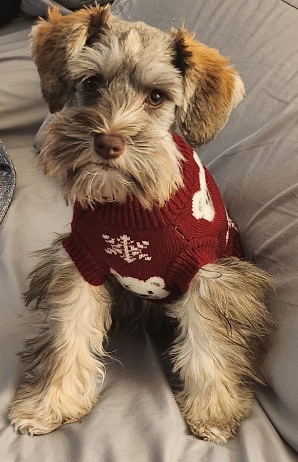 Daisy the mini-schnauzer in her Christmas sweater