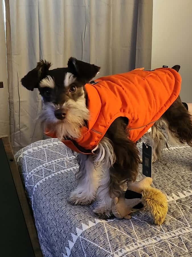 Izzy the mini-schnauzer in her orange coat