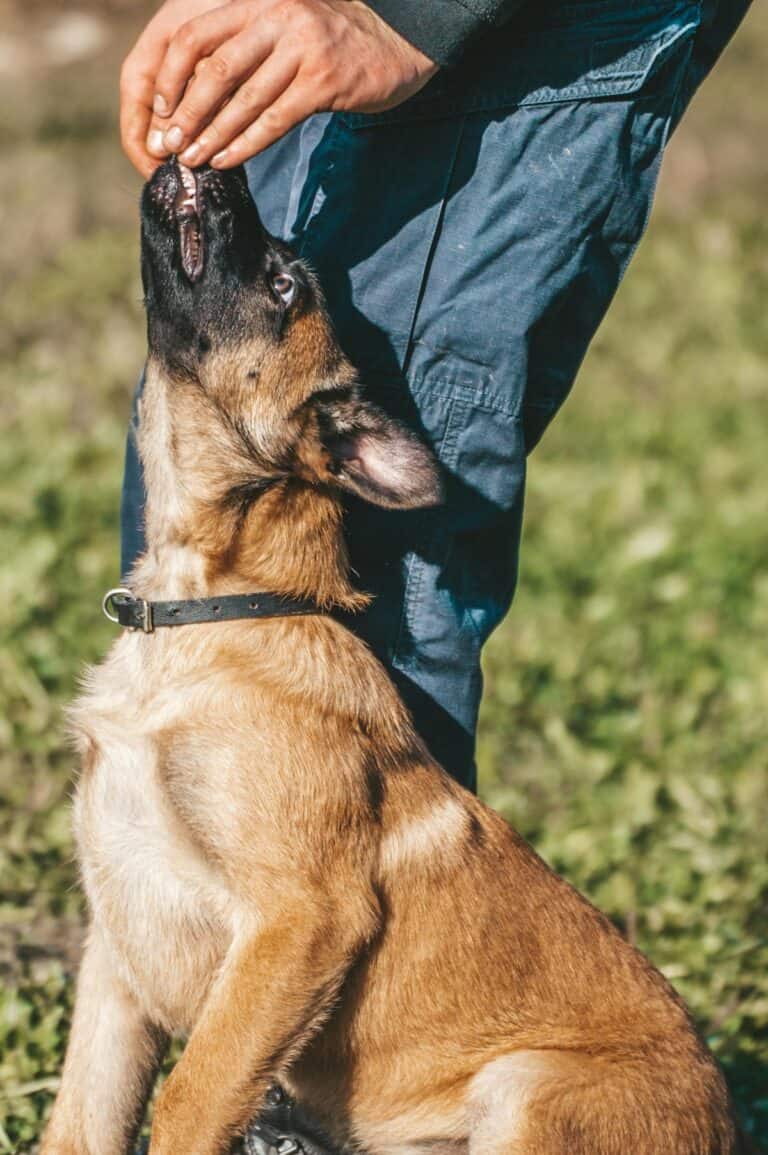 How to Train Your Dog at Home: The Complete Beginner’s Guide
