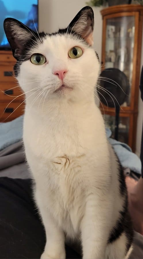 Louie the cat