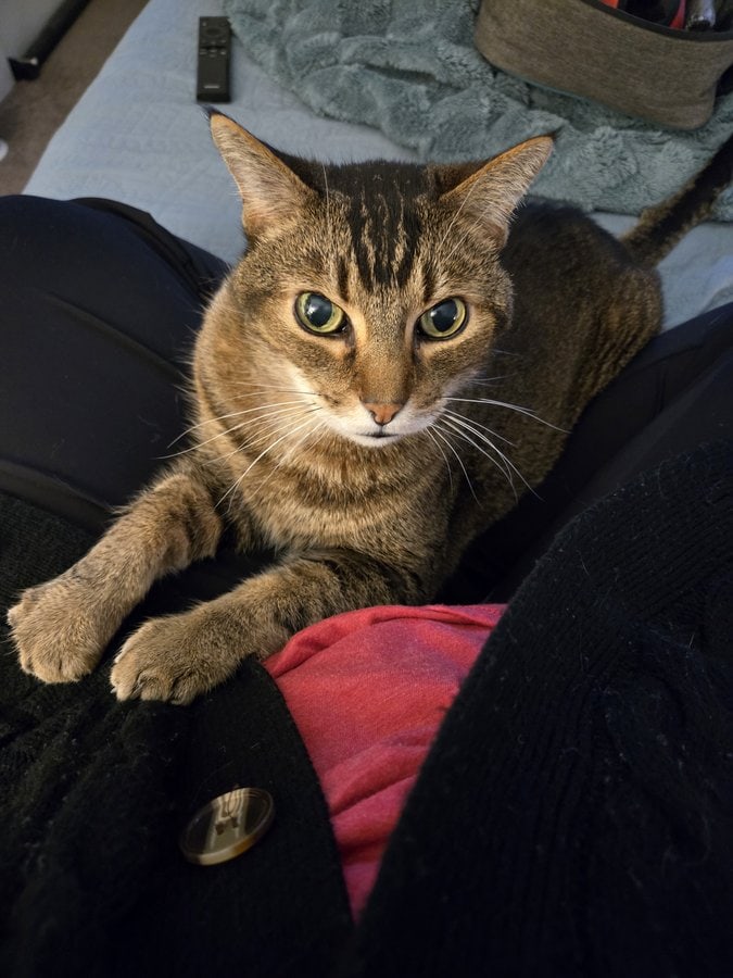 Miles the cat