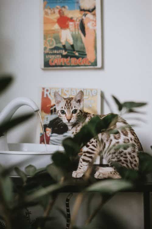 Cat sitting next to a white pet water fountain with green plants