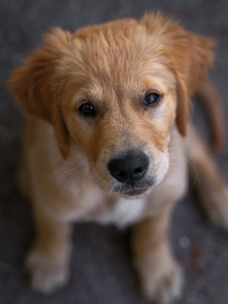 Puppy Training Tracker Printable — The System Every New Dog Parent Needs