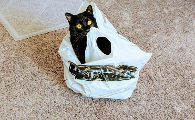 Tika the cat in a Kneaders bag