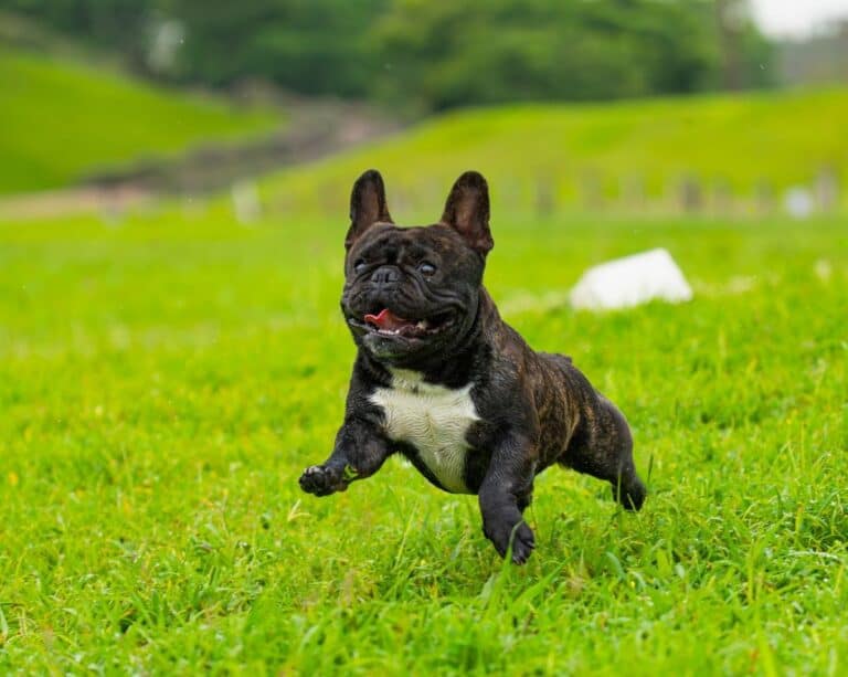Best Amazon Finds for Dogs: 5 Products Dog Owners Love